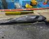 양양 남애항 해상에서 죽은 흑범고래 발견