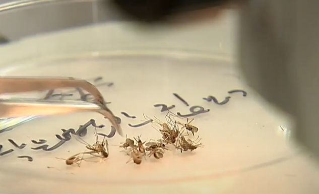 10월 말까지 일본뇌염 매개 모기 감시 강화